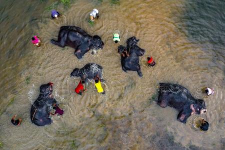 Siena International Photo Awards Touhid Parvez Elefanten