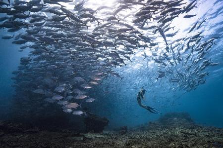 Siena International Photo Awards Khai Chuin Sim Fischschwarm