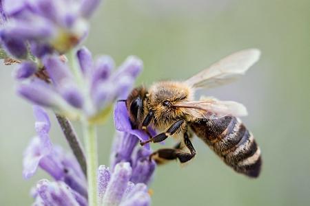 Von Basilikum bis Zitronenmelisse: Diese Kräuter sind bienenfreundlich Von Basilikum bis Zitronenmelisse: Diese Kräuter sind bienenfreundlich