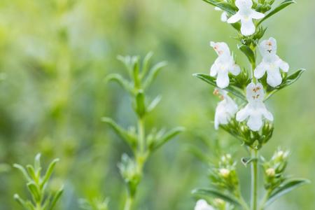 Von Basilikum bis Zitronenmelisse: Diese Kräuter sind bienenfreundlich