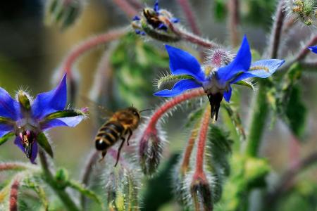 Von Basilikum bis Zitronenmelisse: Diese Kräuter sind bienenfreundlich