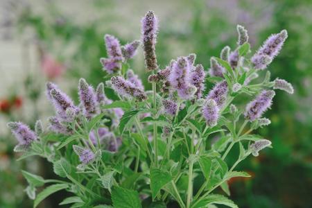 Von Basilikum bis Zitronenmelisse: Diese Kräuter sind bienenfreundlich
