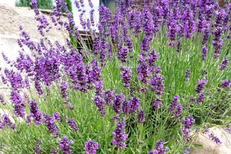 Von Basilikum bis Zitronenmelisse: Diese Kräuter sind bienenfreundlich