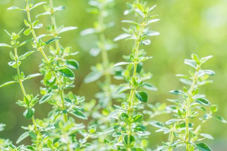 Von Basilikum bis Zitronenmelisse: Diese Kräuter sind bienenfreundlich