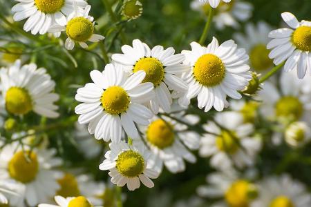 Von Basilikum bis Zitronenmelisse: Diese Kräuter sind bienenfreundlich