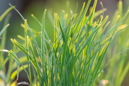 Von Basilikum bis Zitronenmelisse: Diese Kräuter sind bienenfreundlich