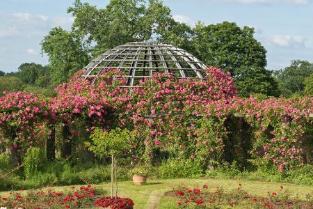 Bunte Pracht: Wo Blumenfreunde glücklich werden