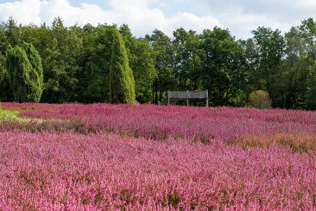 Bunte Pracht: Wo Blumenfreunde glücklich werden