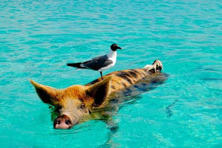 Tierisch gut: An diesen Stränden leben ganz besondere Gesellen