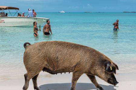 Tierisch gut: An diesen Stränden leben ganz besondere Gesellen