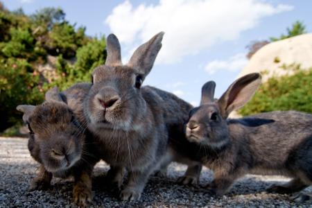 Tierisch gut: An diesen Stränden leben ganz besondere Gesellen