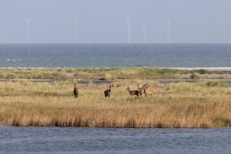 Tierisch gut: An diesen Stränden leben ganz besondere Gesellen