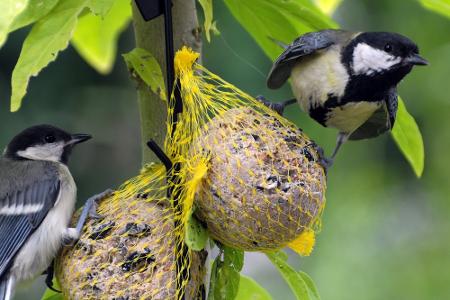 Zehn Dinge, die Sie aus Ihrem Garten verbannen sollten