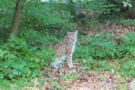 Luchs im Bayerischen Wald