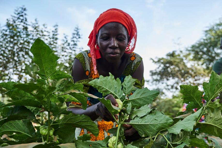 Eine Landwirtin arbeitet auf dem Feld im Rahmen eines Waldgartenprojekts von Trees for the Future in Kaffrine, Senegal. Die Organisation leitet gemeinsam mit der Afrikanischen Union Projekte im Senegal, Tschad, Mali und Gambia.
