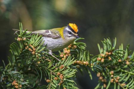 imago imagebroker eibe sommergoldhähnchen.jpg