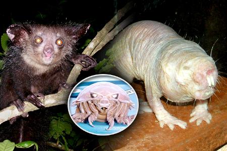 hässlichsten tiere der welt hässlichsten tiere der welt