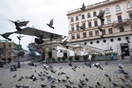 Tauben fliegen auf
