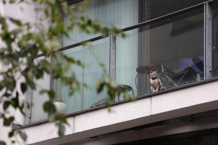 Katze auf dem Balkon