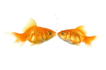 Reiche Sternzeichen Fische