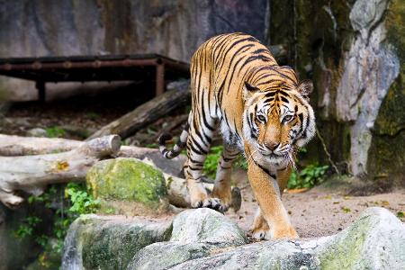 Tiger Zoo Getty Images.jpg