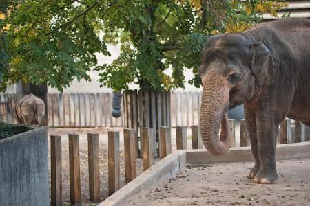 Elephant Zoo.jpg
