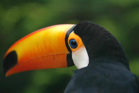 Toucan Walsrode Getty Images.jpg