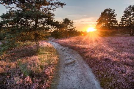 Lüneburger Heide.jpg