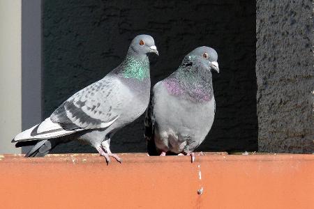 Tauben auf einem Balkon