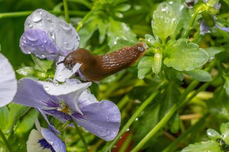Unkraut und Schädlinge im Garten bekämpfen