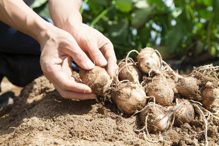 Projekt 2017: So legen Sie Ihren eigenen Gemüsegarten an