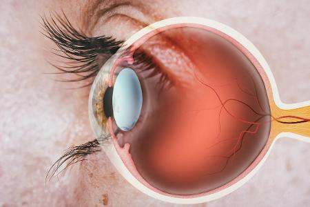 So funktioniert das Auge