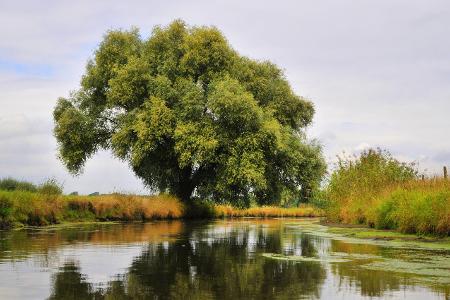 imago Blickwinkel Weide.jpg