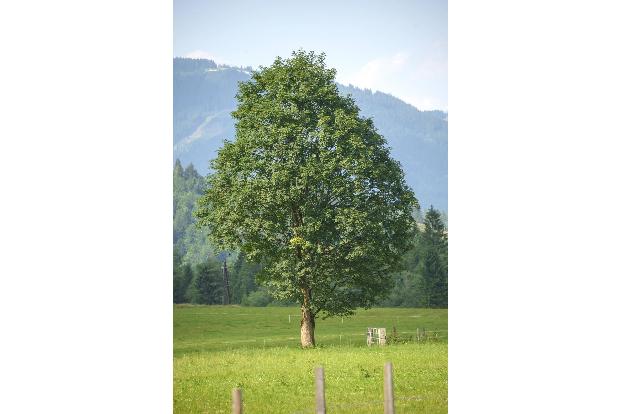 imago Blickwinkel bergahorn.jpg
