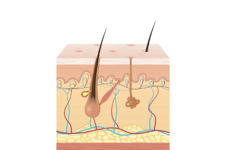 Aufbau und Funktion der Haut