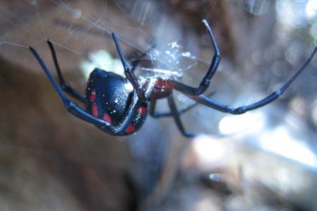 giftigste Tiere: Redback-Spinne