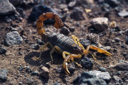 giftigste Tiere: Skorpion Androctonus australis