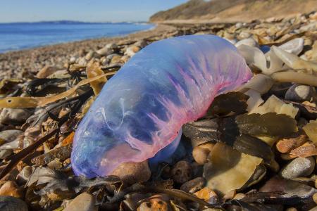 giftigste Tiere der Welt: Portugiesische Galeere