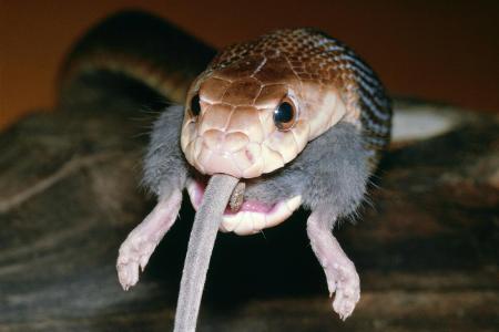 giftigste Tiere der Welt: Taipan mit Maus