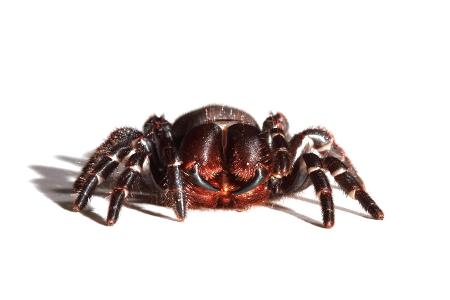 giftigste Tiere der Welt: Sydney-Trichternetzspinne (Atrax robustus)