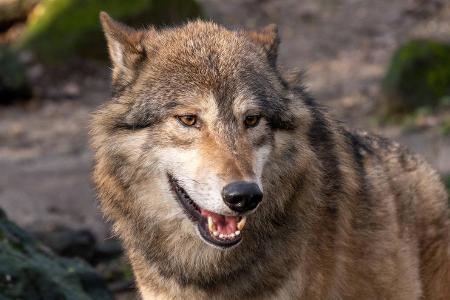 Wolf und Co.: Diese wilden Tiere leben in Deutschland