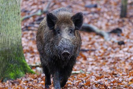 Wolf und Co.: Diese wilden Tiere leben in Deutschland