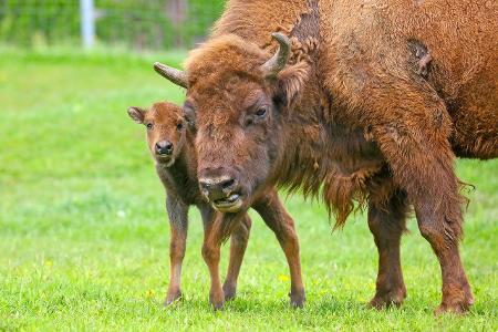 Wolf und Co.: Diese wilden Tiere leben in Deutschland