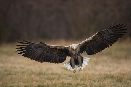 Wolf und Co.: Diese wilden Tiere leben in Deutschland