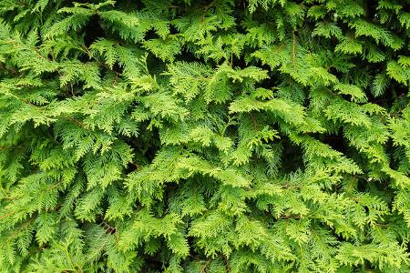 THuja Thinkstock Kussaka.jpg