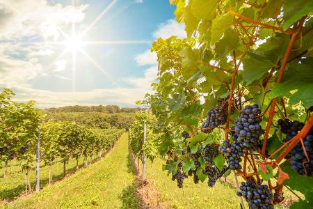 10 Tipps für den Weinkauf im Supermarkt