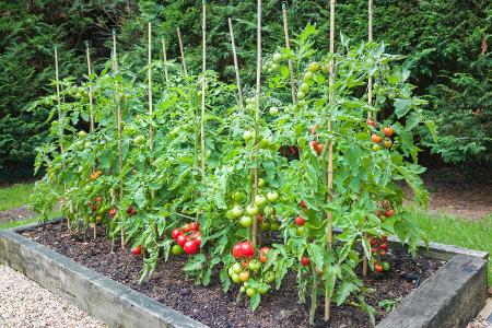 Projekt 2017: So legen Sie Ihren eigenen Gemüsegarten an