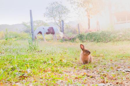 Hase oder Hengst: Welcher Kamasutra-Typ sind Sie?