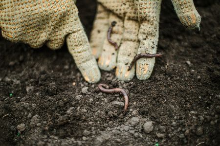 Gaga gewinnt: Das sind die verrücktesten Wettbewerbe der Welt