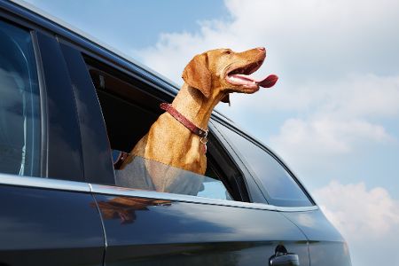 So krass verläuft die Hitzeentwicklung im Auto So krass verläuft die Hitzeentwicklung im Auto